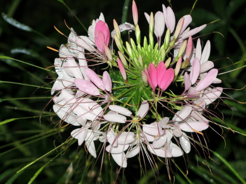 Nature blossom bloom