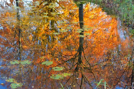 Colorful season tree photo