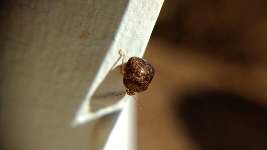 Insect nature