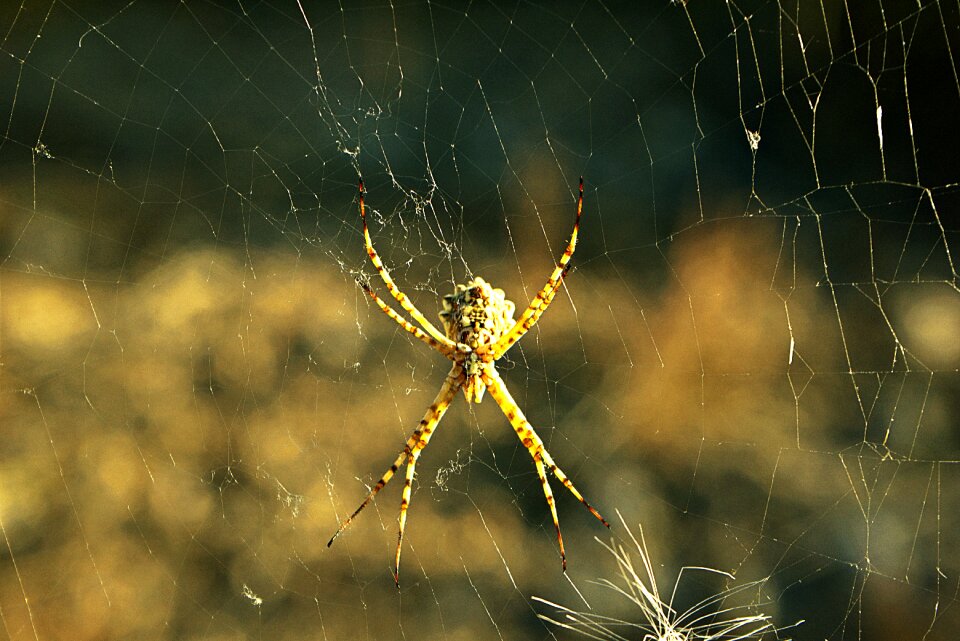 Web arácnofobia artropodo