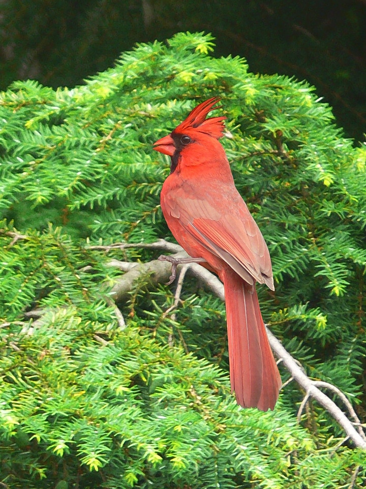 Red cardinal cardinal cardinal bird