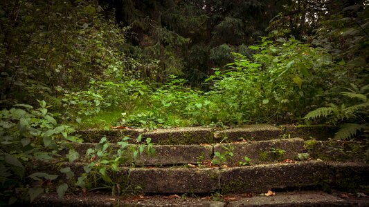 Stairs plants the environment