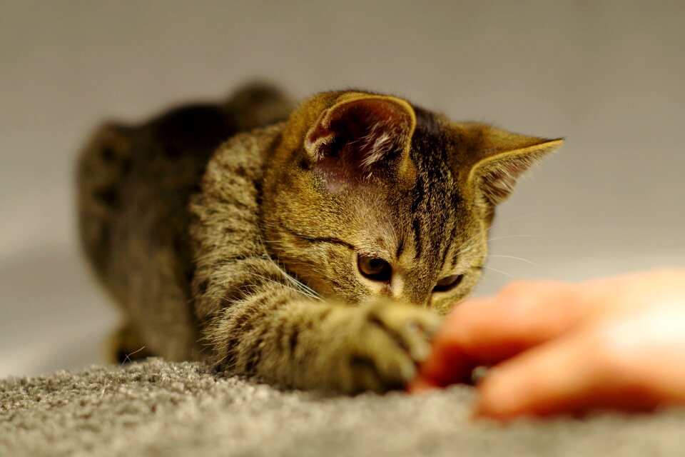 Cat home fur