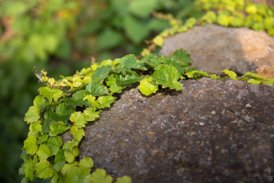 Vine stone wall background