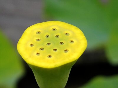 Seeds pond nature