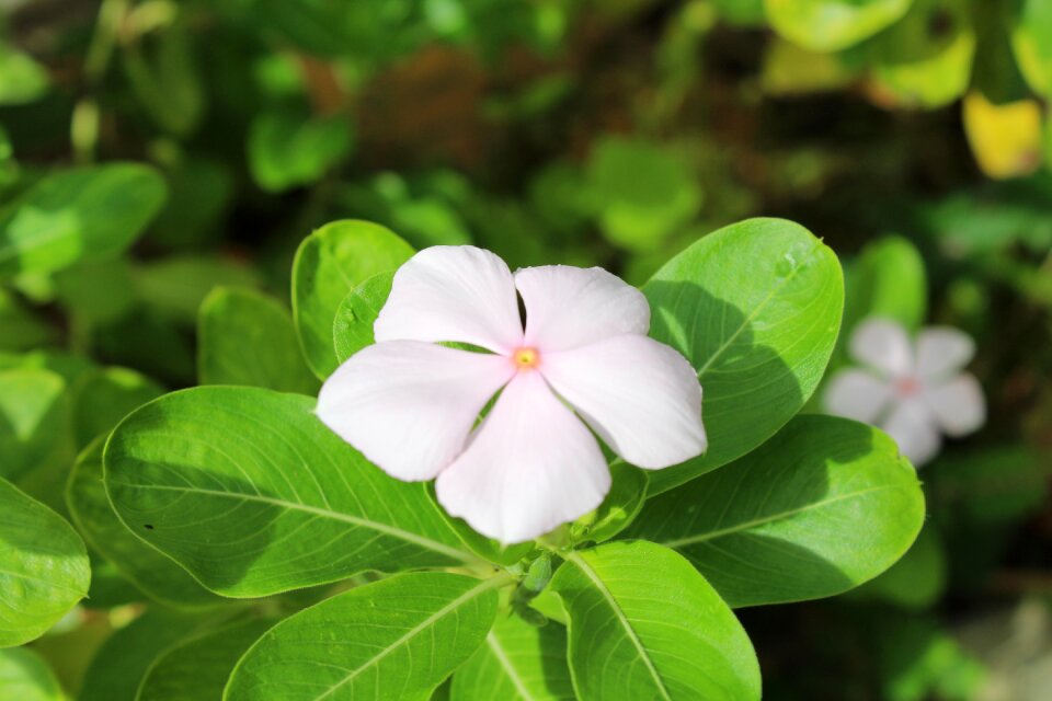Flowers plant rosa