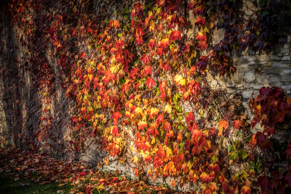 Abstract decorative autumn