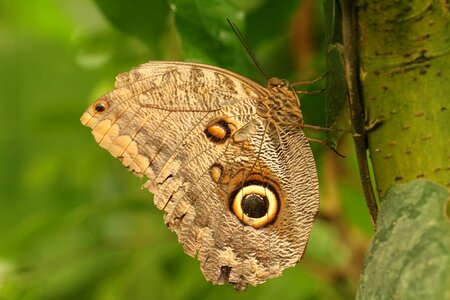 Macro close up animal world photo