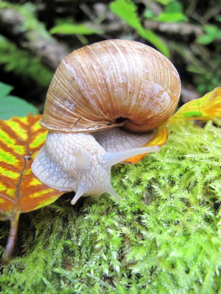 Moss shell nature