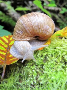 Moss shell nature