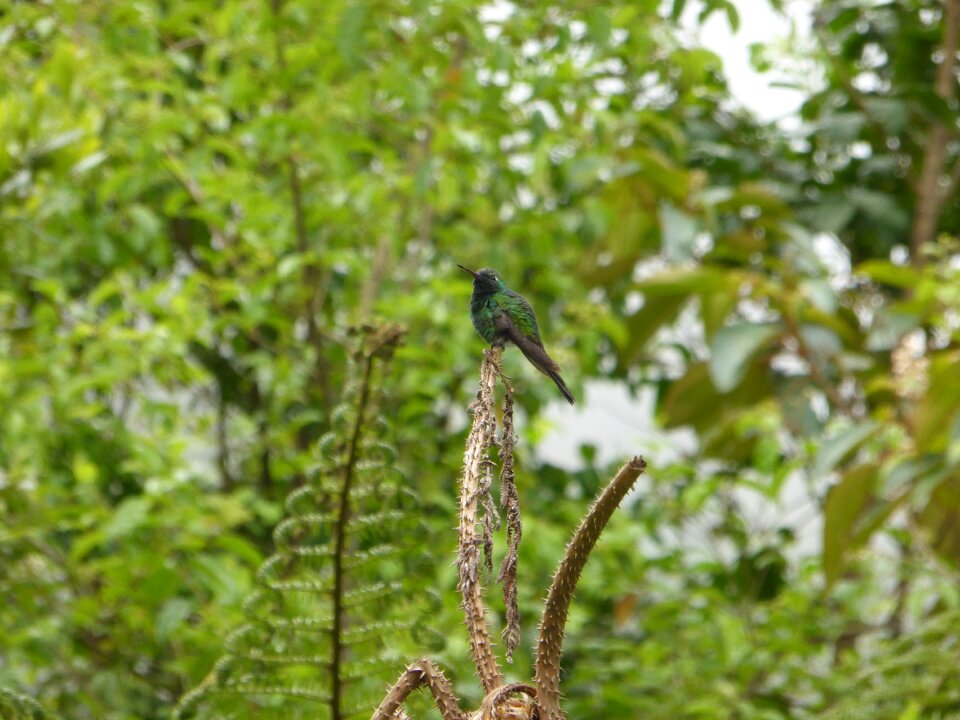 Birds hummingbird landscape