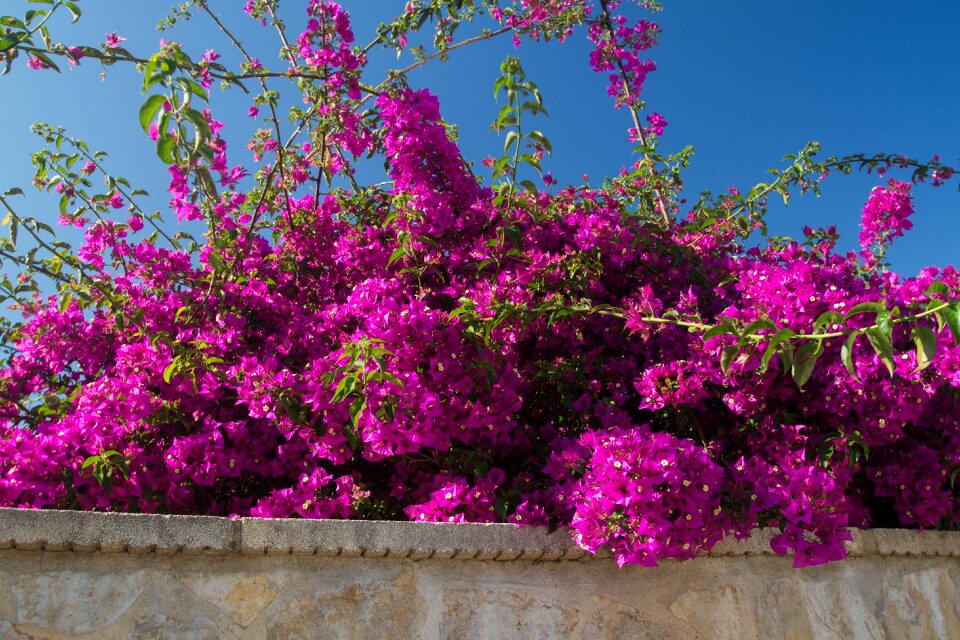 Garden flora plants