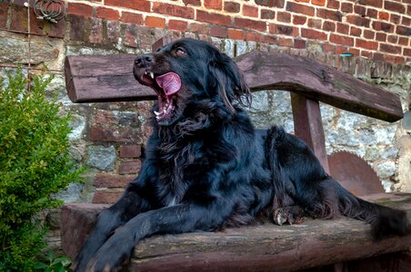 Bench animal pet photo