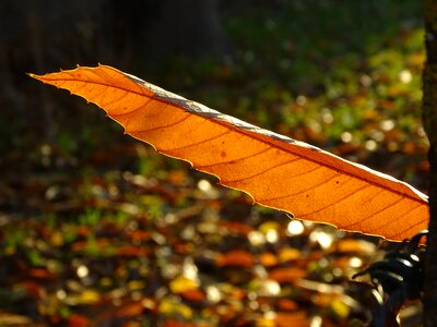Nature light orange