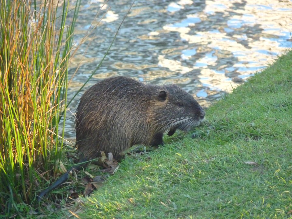Nature reeds rodent