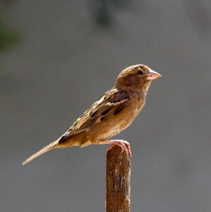 Small perched observing