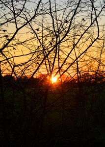 Evening sun branches abendstimmung photo