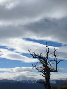 Dead tree pyrénées mountain