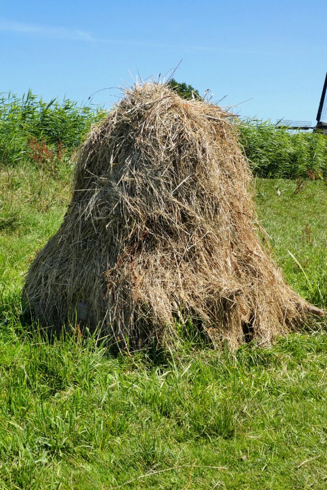 Agriculture farm summer