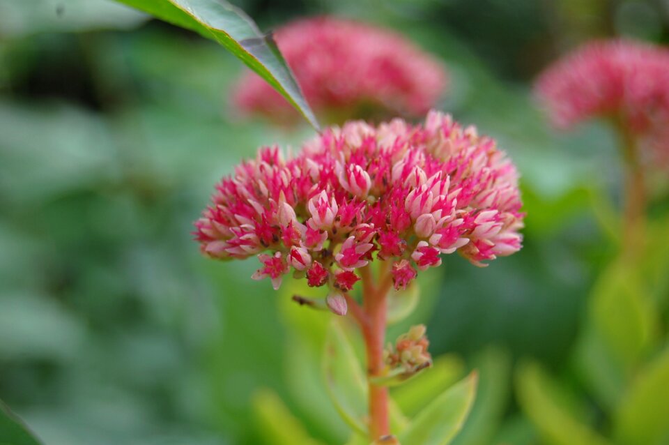 Nature garden plant