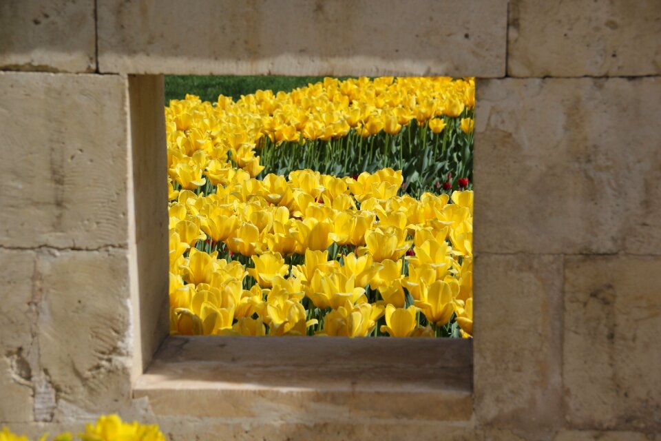 Yellow tulips flower