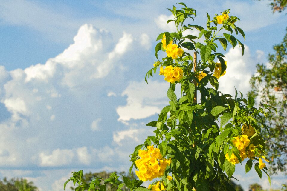 Blossom summer petals