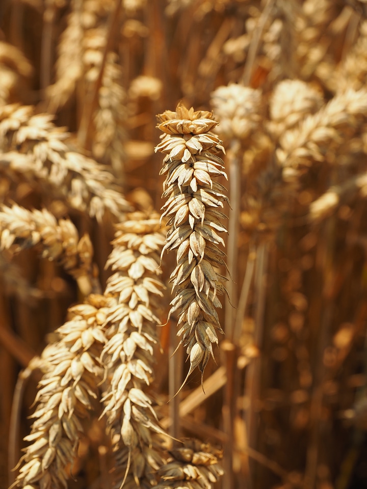 Grain field wheat field