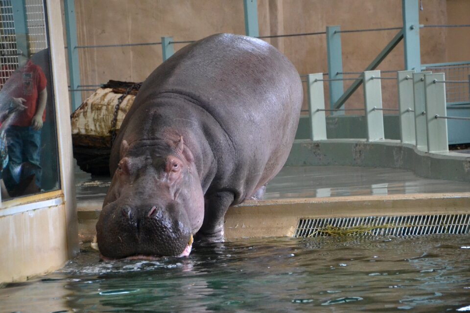 Hippo animal