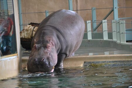 Hippo animal photo