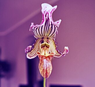 Paphiopedilum sabotek flora
