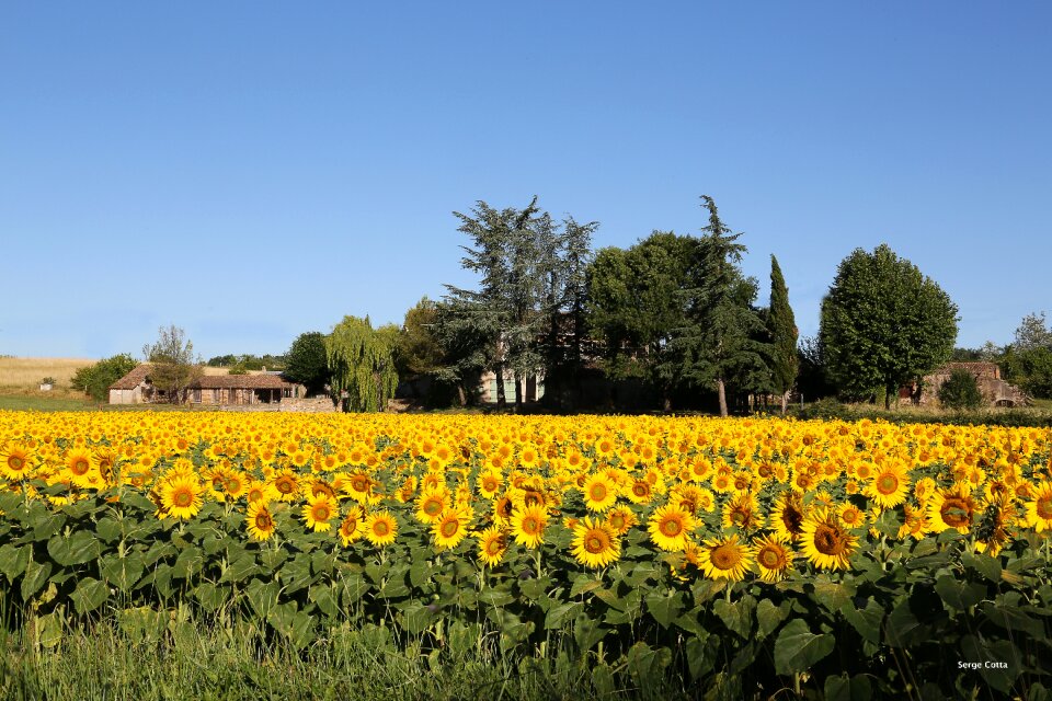 Landscape fields sunflower