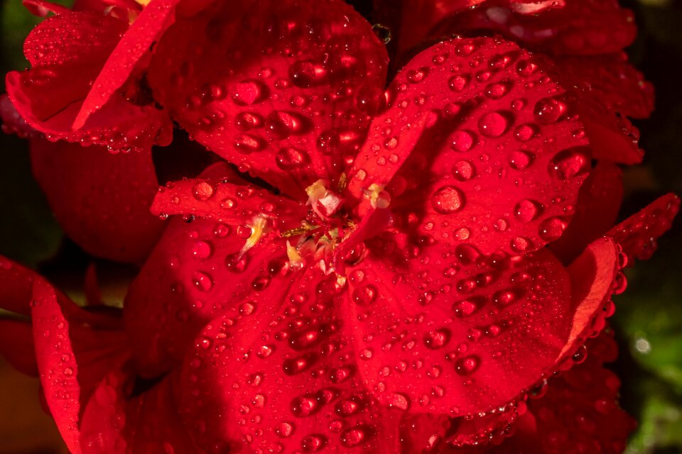 Close up blossom bloom