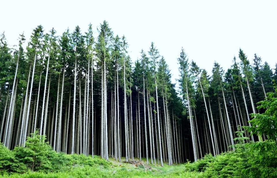 Nature landscape spruce