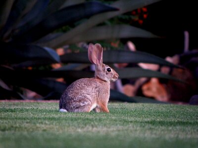 Hare nature