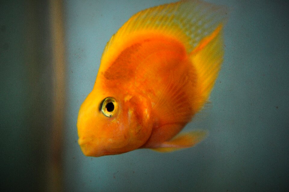 Nature cichlids underwater