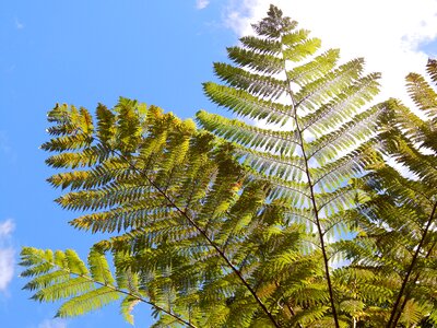 Leaves sun