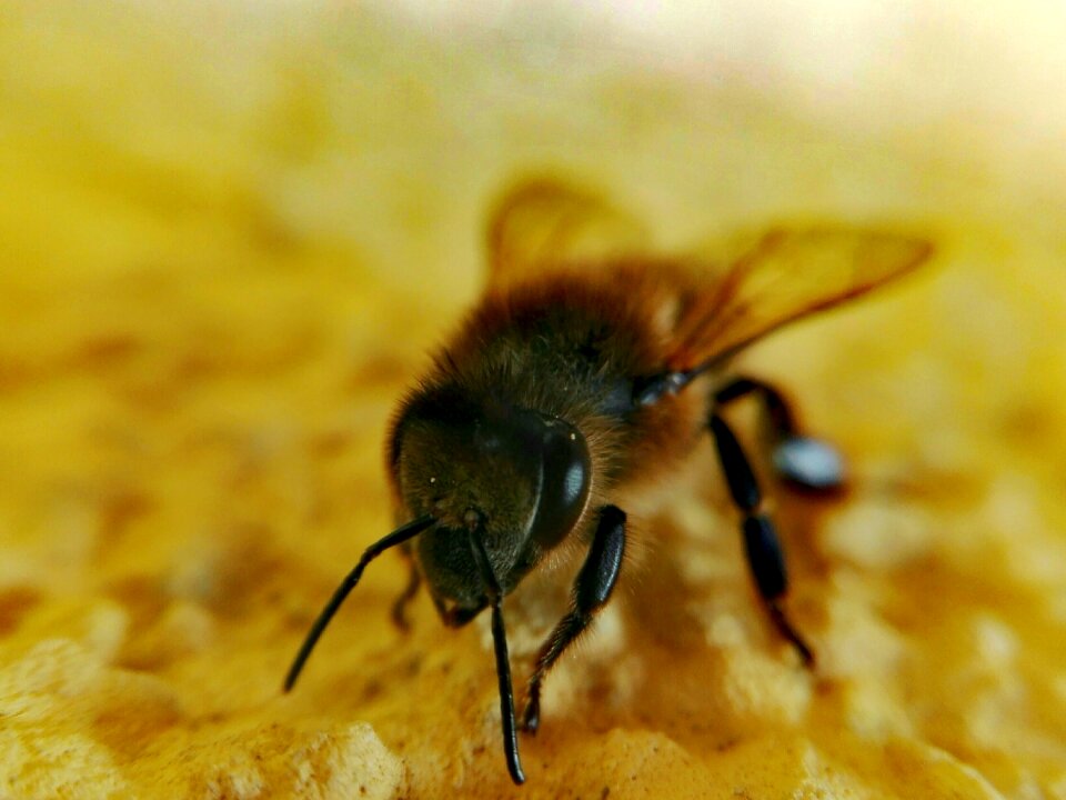 Nature macro yellow