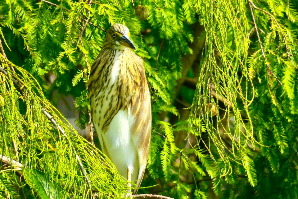 Park tropical wildlife