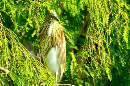 Park tropical wildlife photo