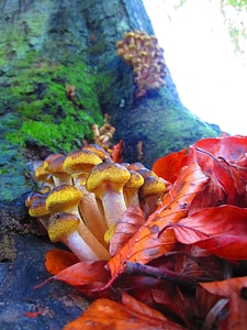 Fungi fungus wild