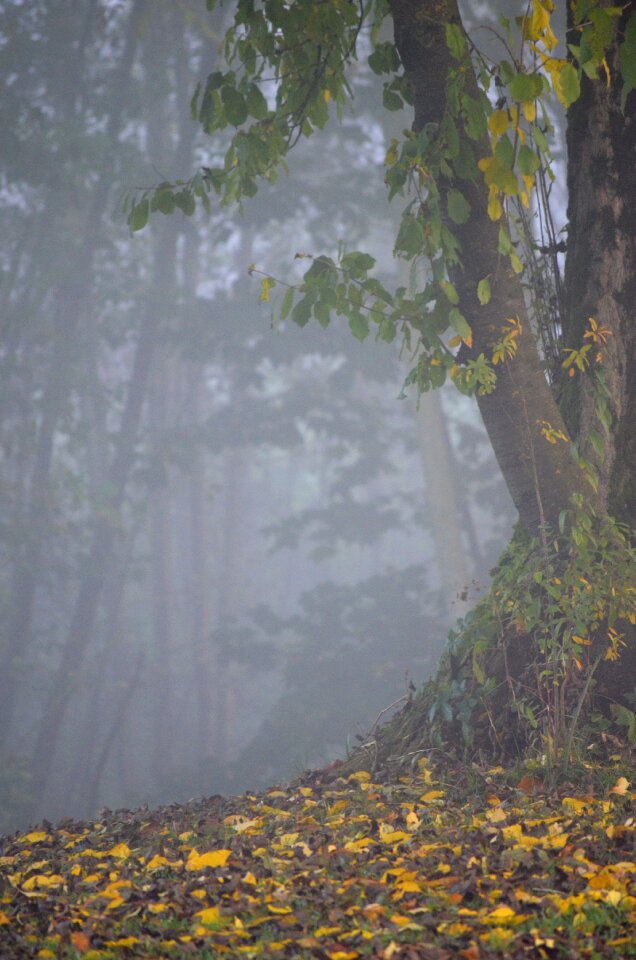 Autumn fog leaves