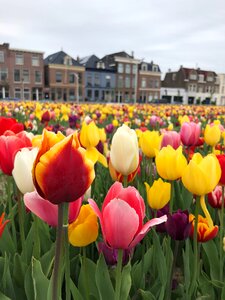 Colorful holland netherlands