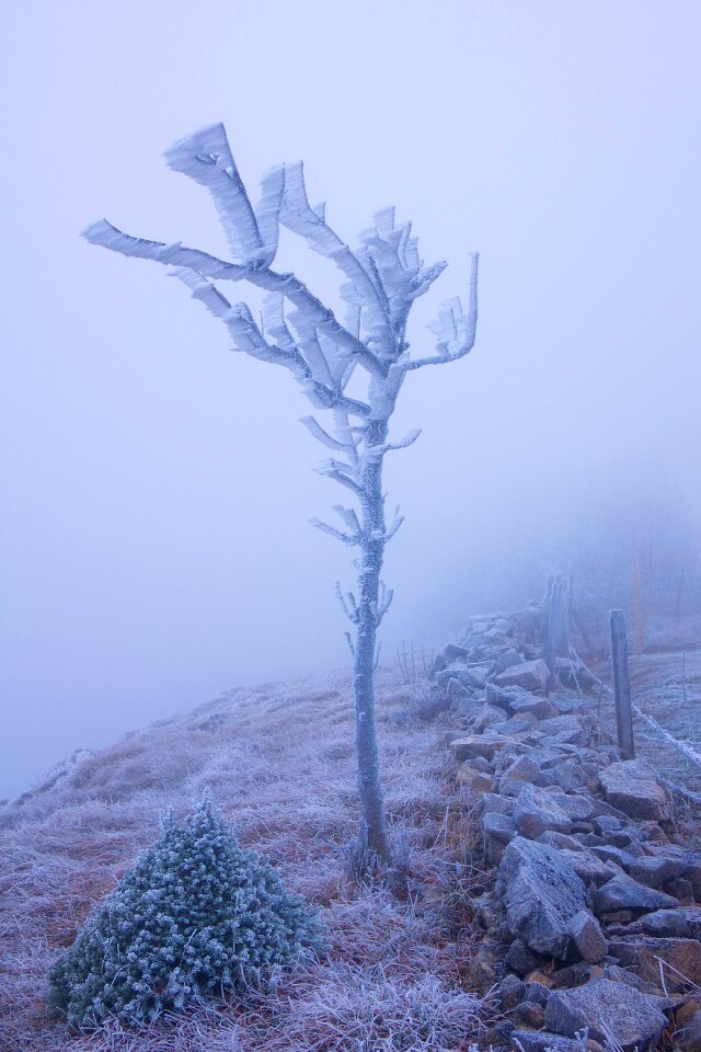 Hoarfrost cold frozen photo