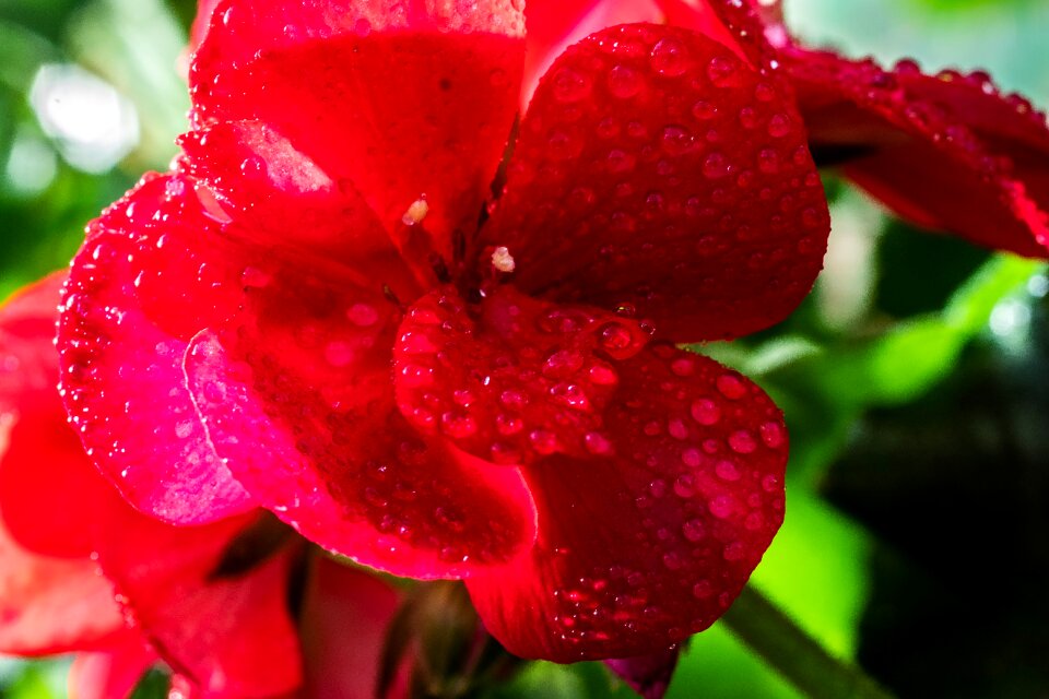Close up blossom bloom