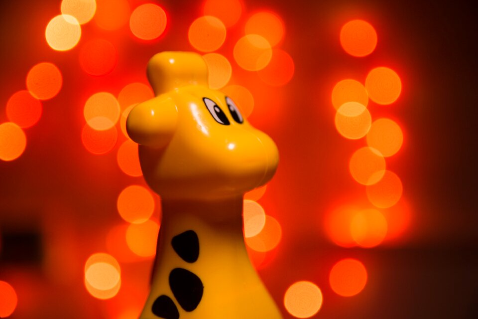 Giraffe girafa paraguay