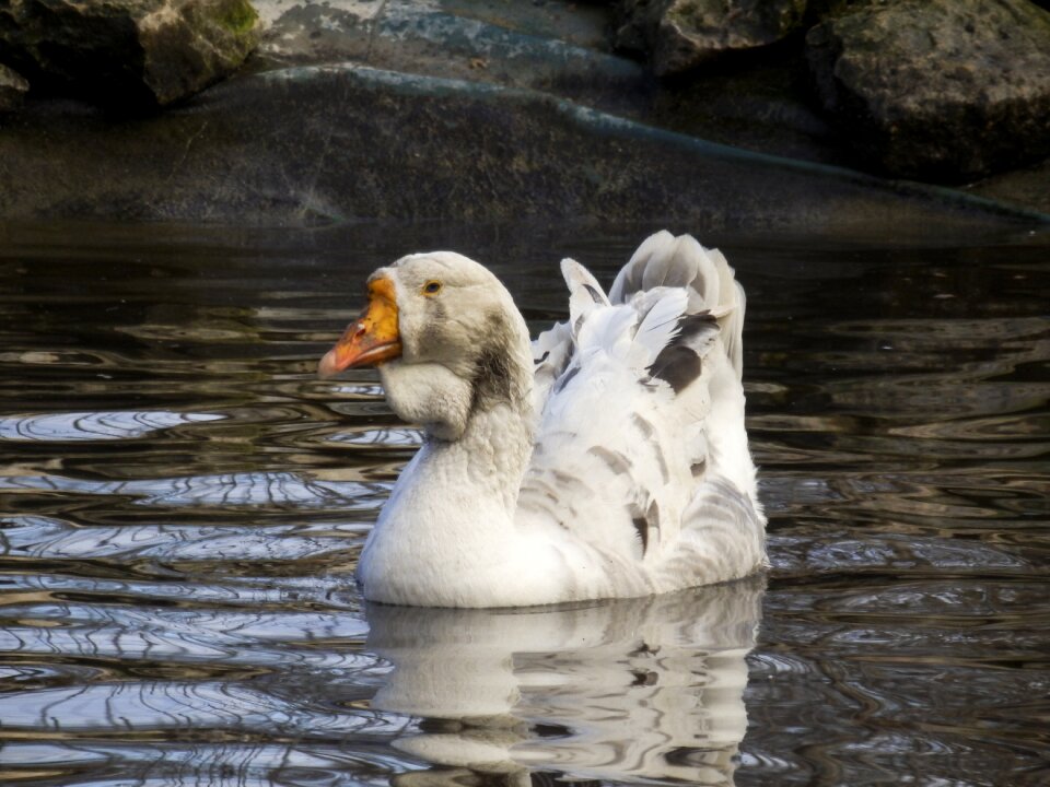 Body of water nature birds