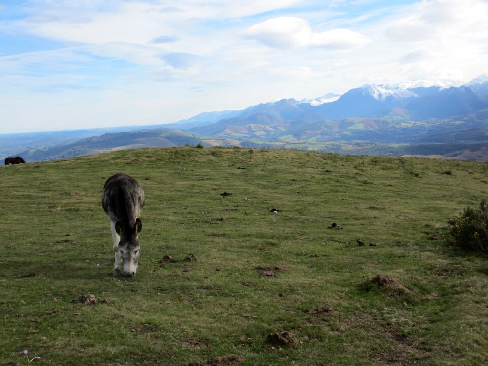 Prairie pyrénées mountain