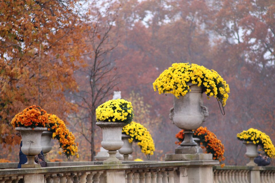 Beauty flowers november