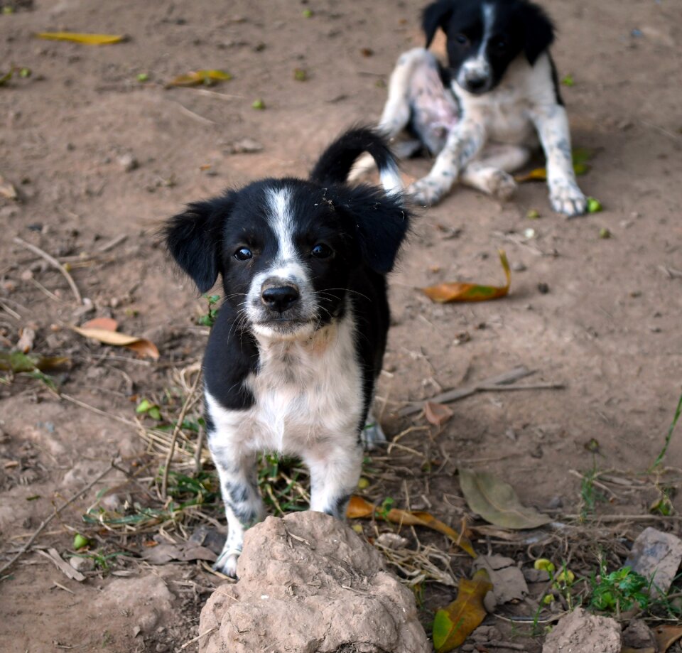 Animal cute young