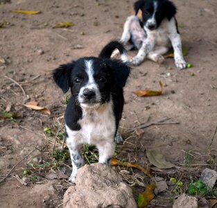 Animal cute young photo